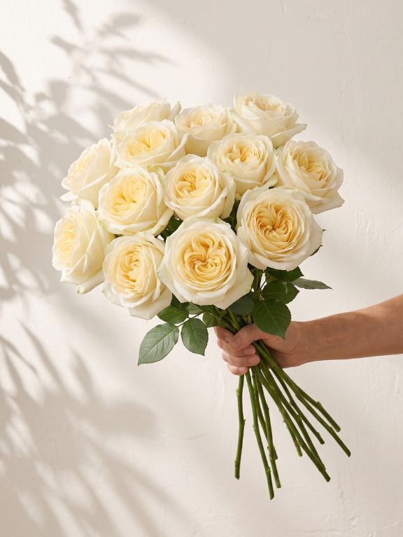  CANDLELIGHT CREAM ROSE